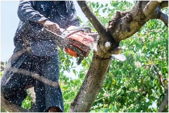 tree services Brown Deer